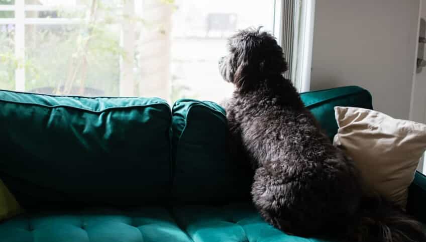 A dog sitting on a couch, looking out the window, waiting for their owner.
